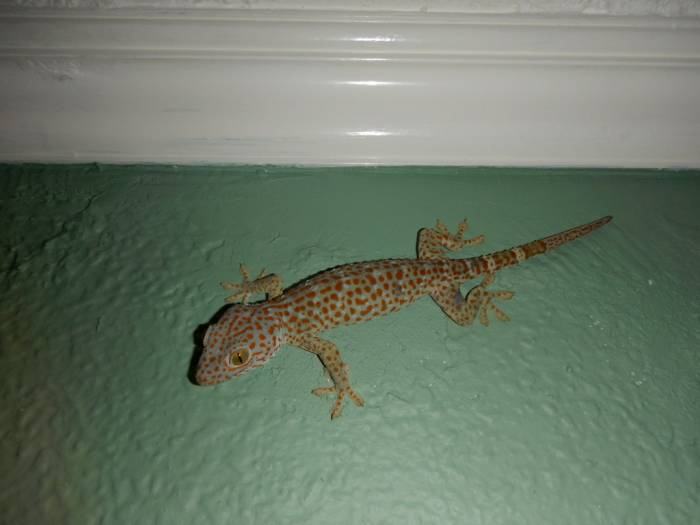 Toku our pet lizard - Philippines Related Off Topics - Philippines ...