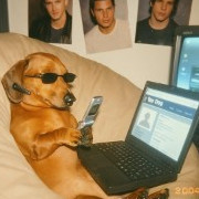 sausagedog